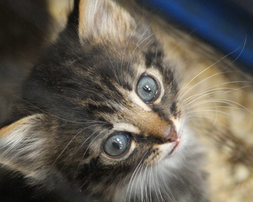Pergama_kitten